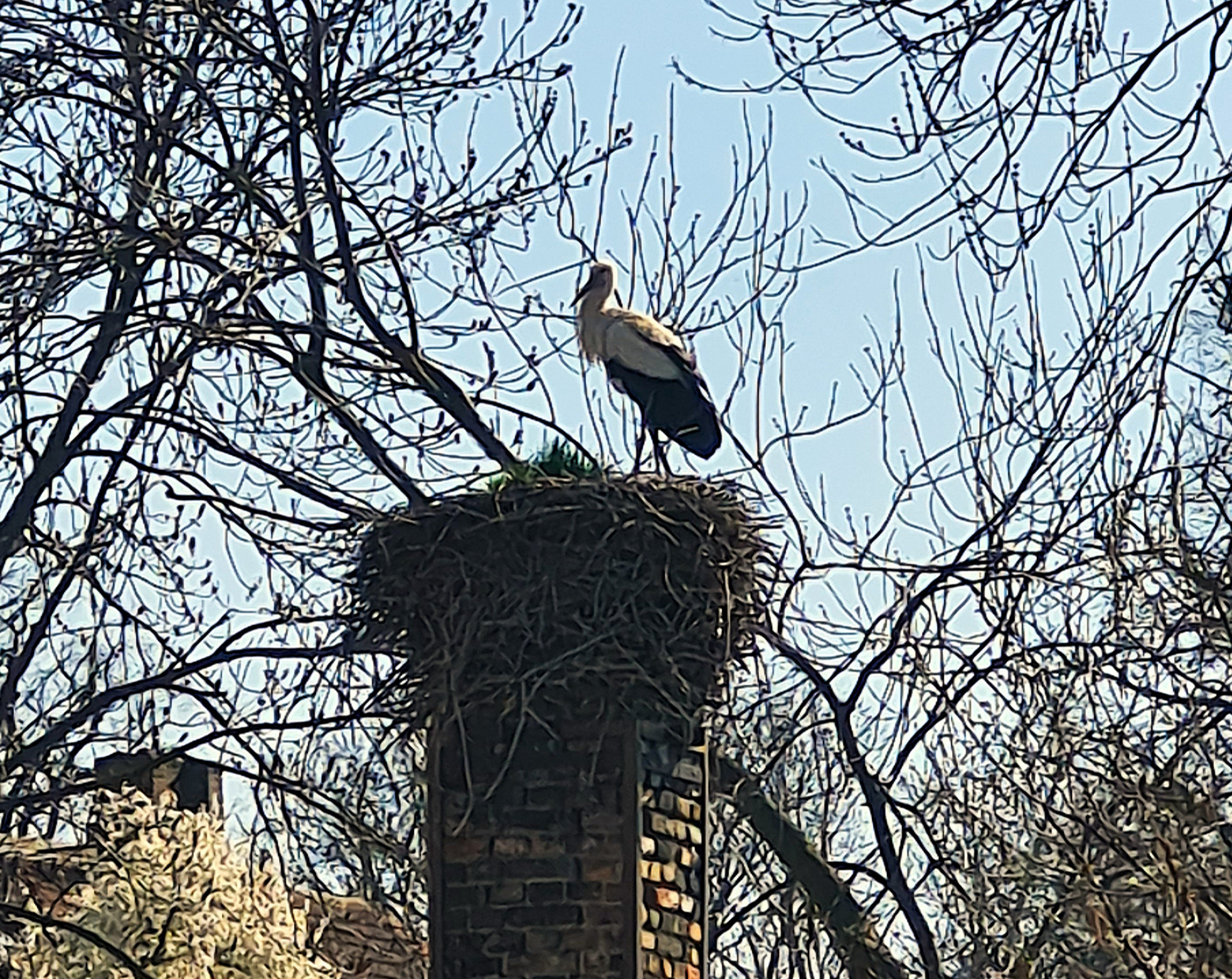 Storch Nest Naturhof Malchow